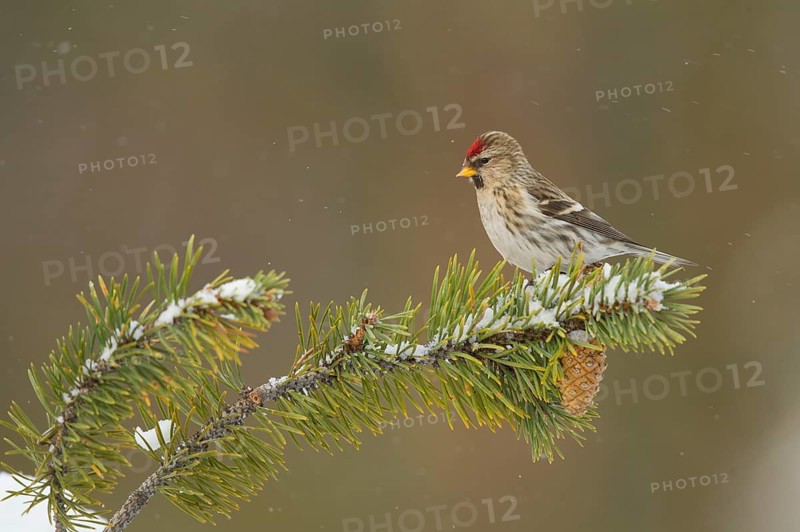 Common Redpoll
