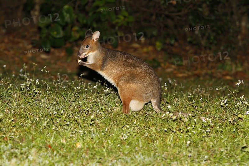 Red-legged red-legged pademelon