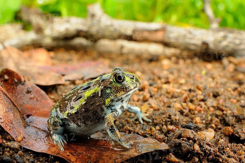 Giant Bullfrog