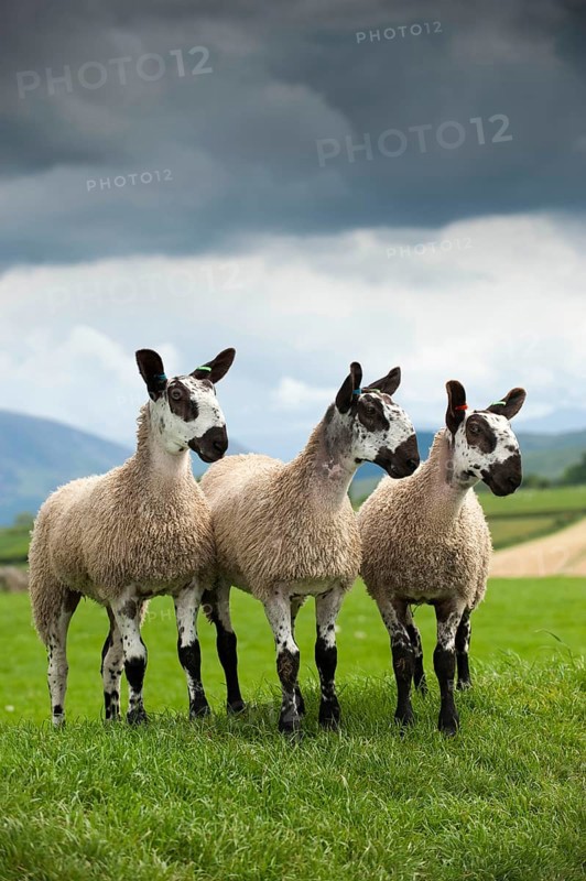 Domestic Sheep
