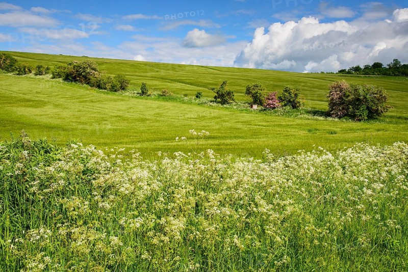 Crop barley