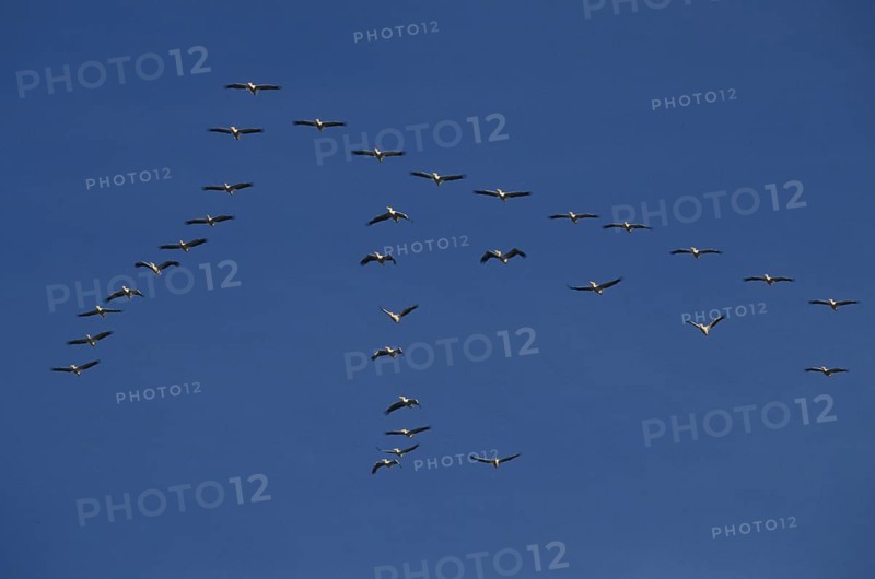 Great white pelicans