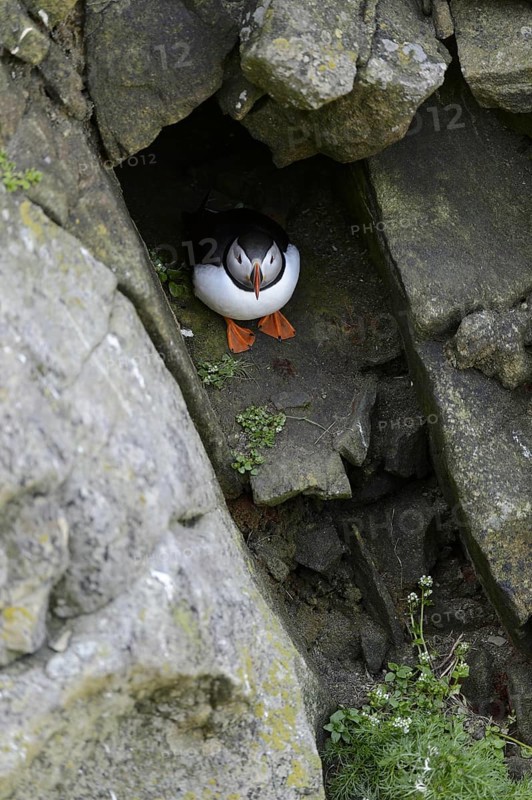 Puffin