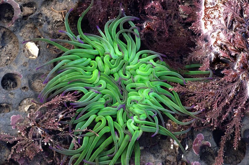 Opelet anemone
