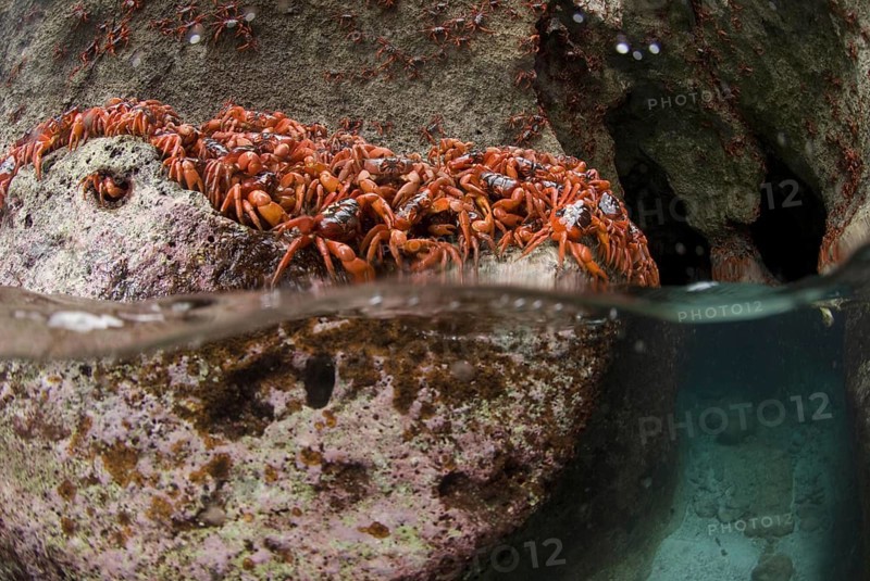 Christmas island red crab