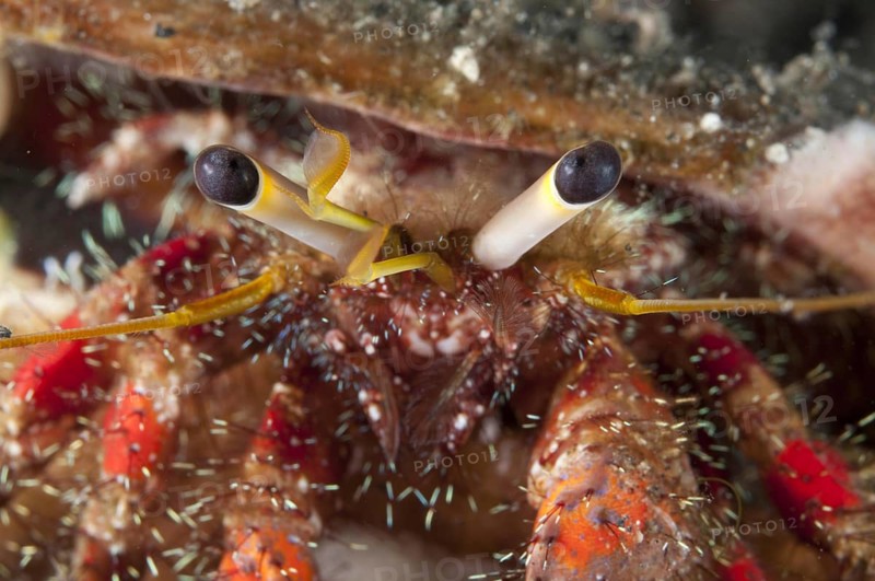 Hairy red hermit crab