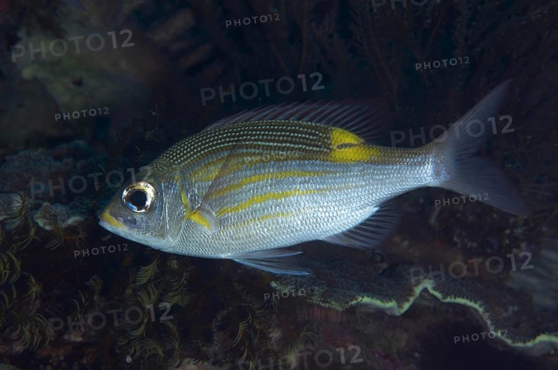 Striped large-eye bream