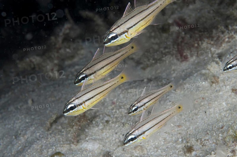 Cardinalfish