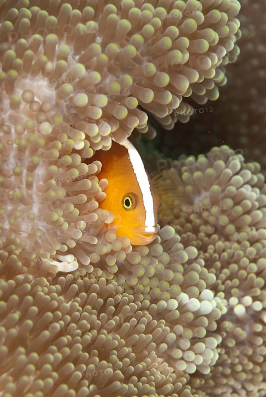 Orange Clownfish