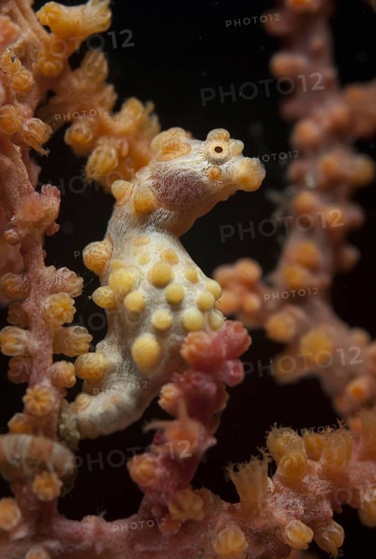 Bargibanti's Pygmy Seahorse