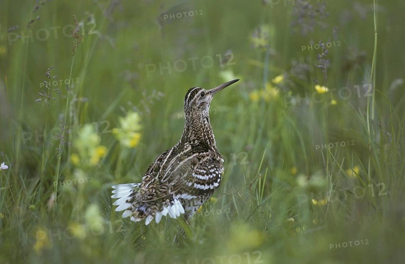Great Snipe