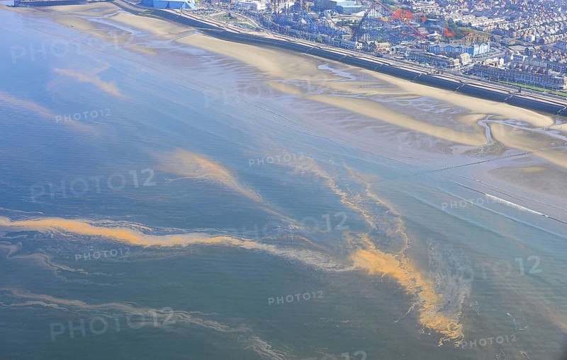 Orange Algae