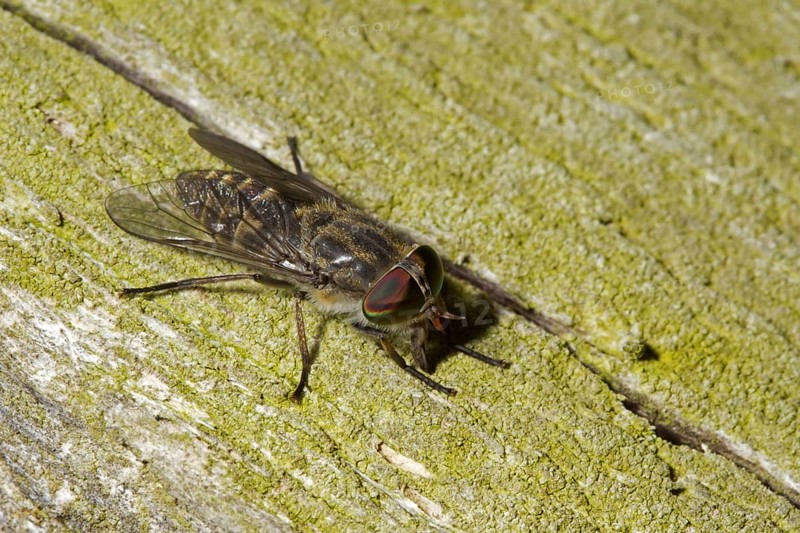Horsefly