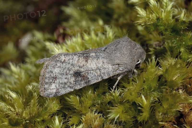 Clouded Drab