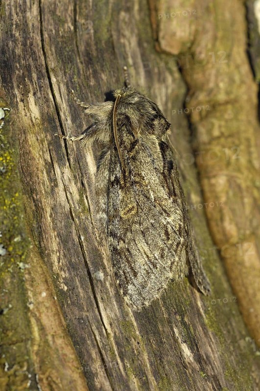 Great Prominent Moth