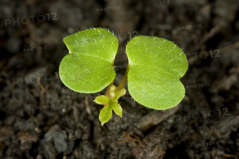 Herb robert