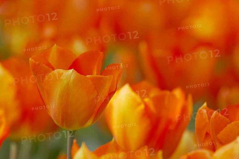 Tulip