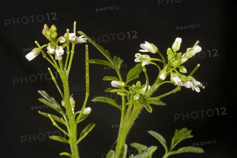 Flowers of hairy bittercress