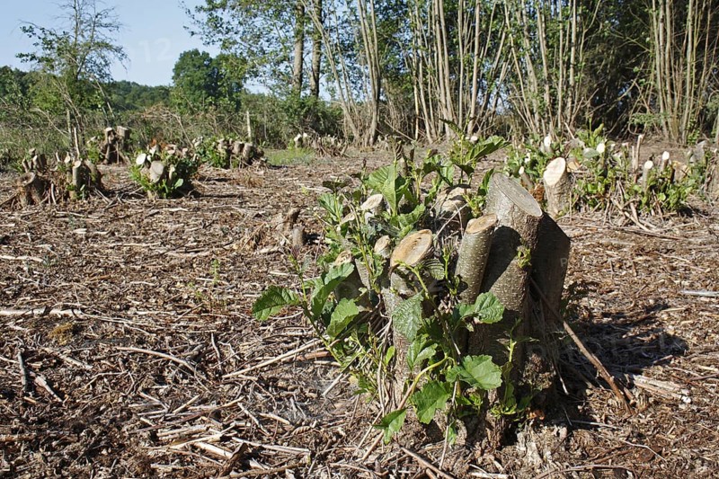 Black alder