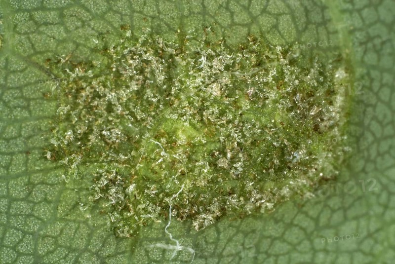 Colony of gall mites