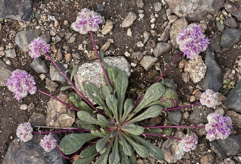 One-seeded Pussypaws