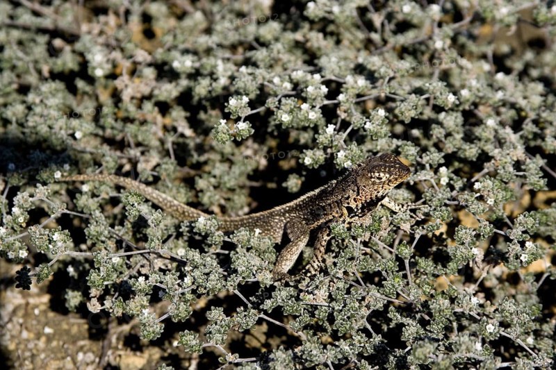 Tropidurus albemarlensis