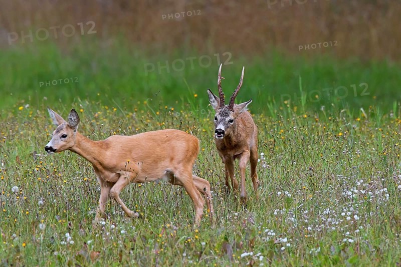 European european roe deer