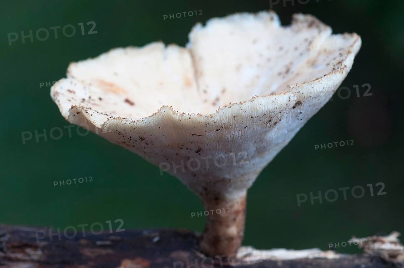 Sclerotia porling