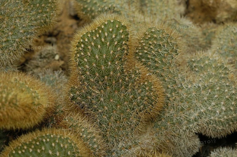 Cleistocactus samaipatanus cristatus