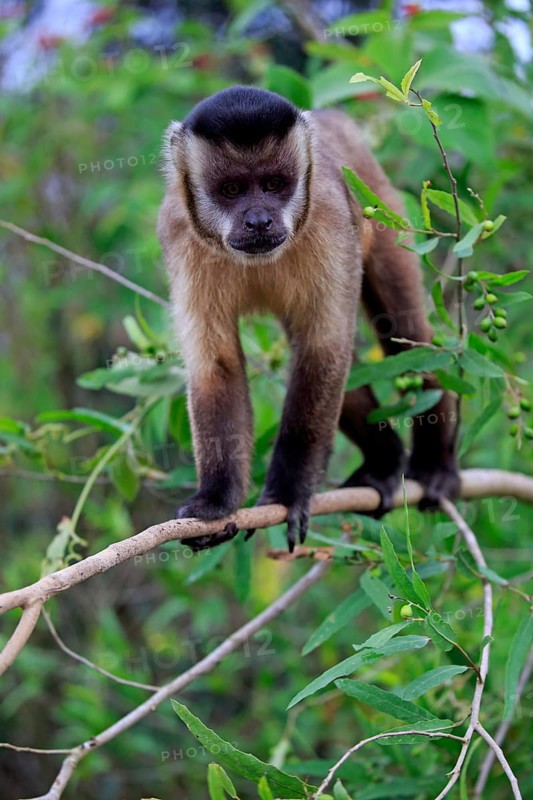 Tufted capuchin
