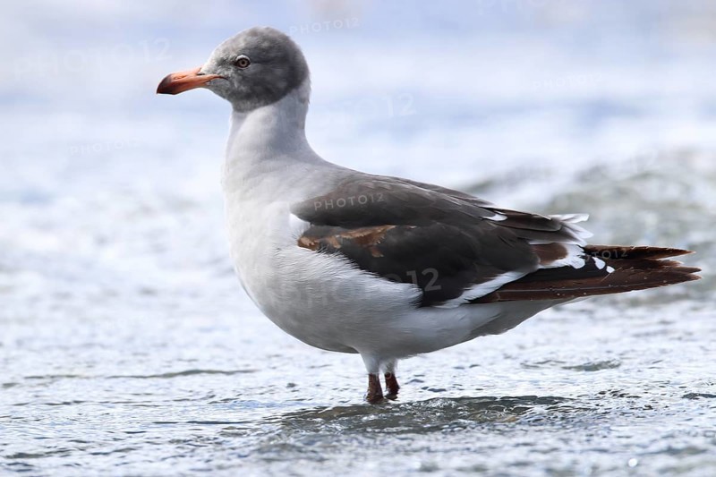 Magellanic Gull