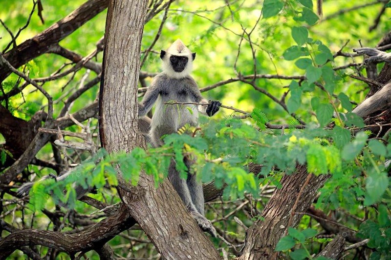 Southern Hanuman langur