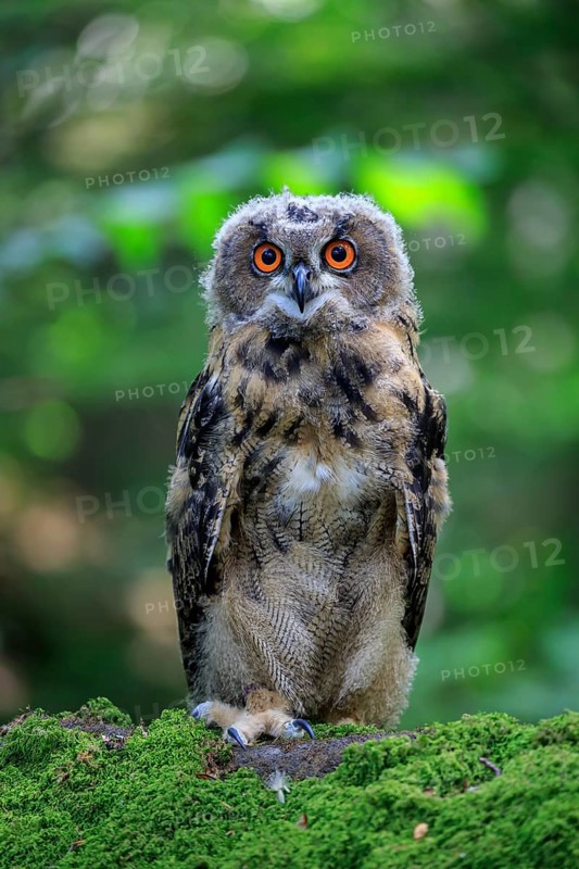 Eagle Owl