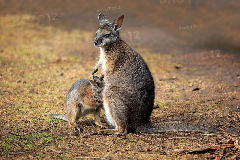 Tammar Wallaby