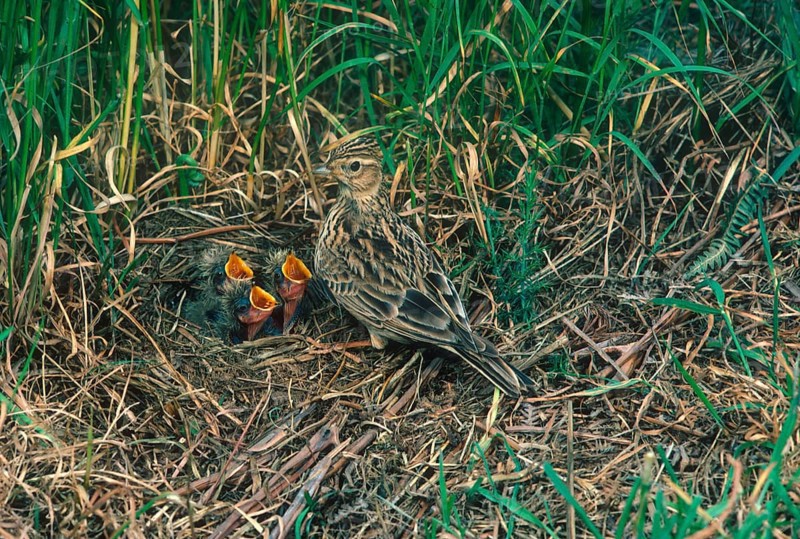 Eurasian skylark