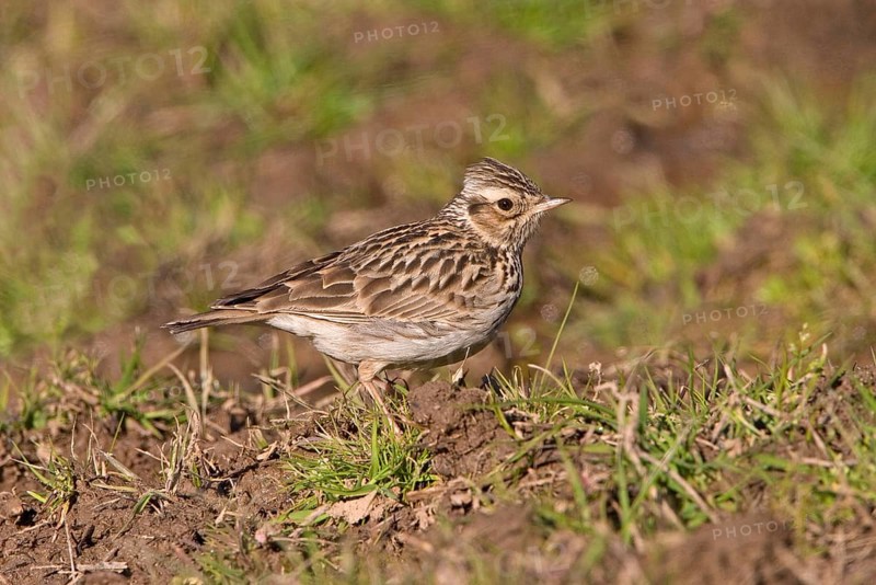 Woodlark