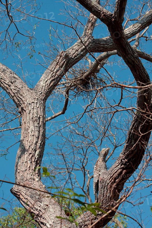 Giant Potoo