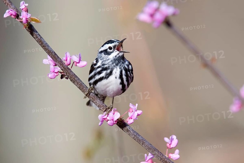 Black-and-white Warbler
