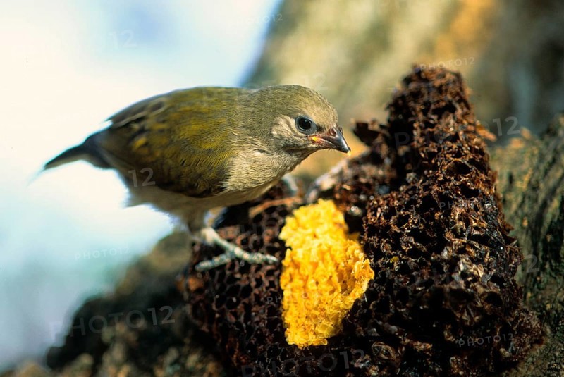 Taveta Honeyguide