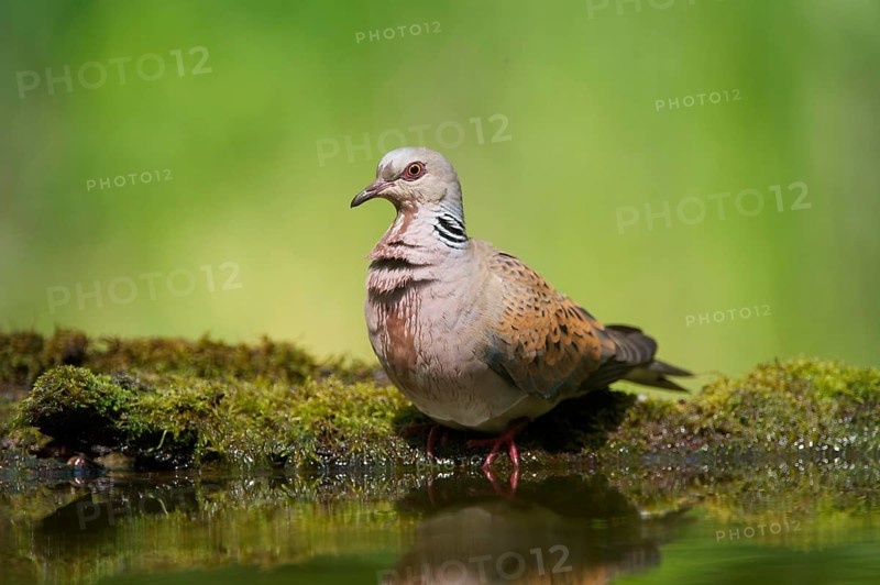 Eurasian Turtle-dove