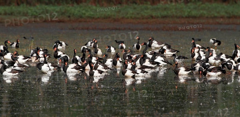 Magpie Goose