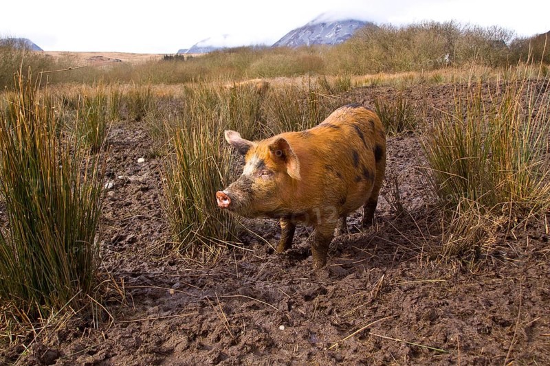 Free-range Tamworth cross pigs