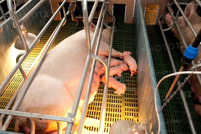 Pig farming