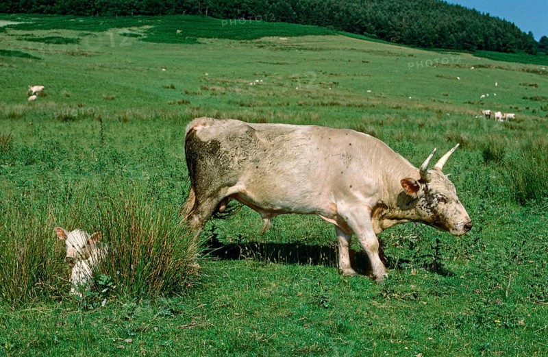 Domestic cattle