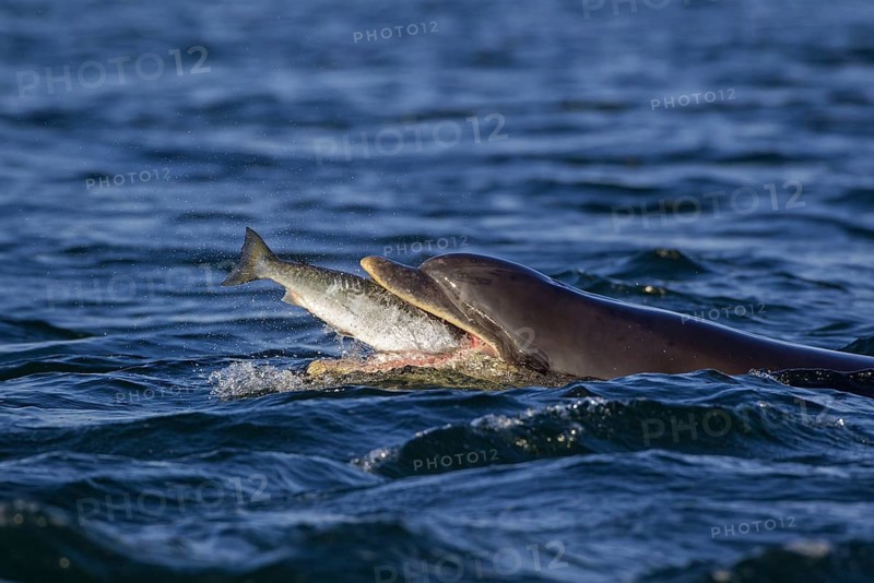 Bottlenose dolphin
