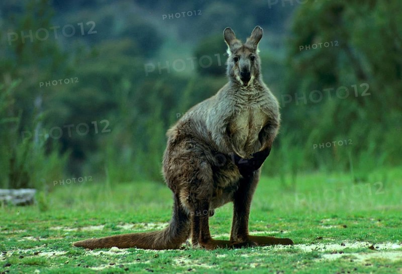 Common wallaroos