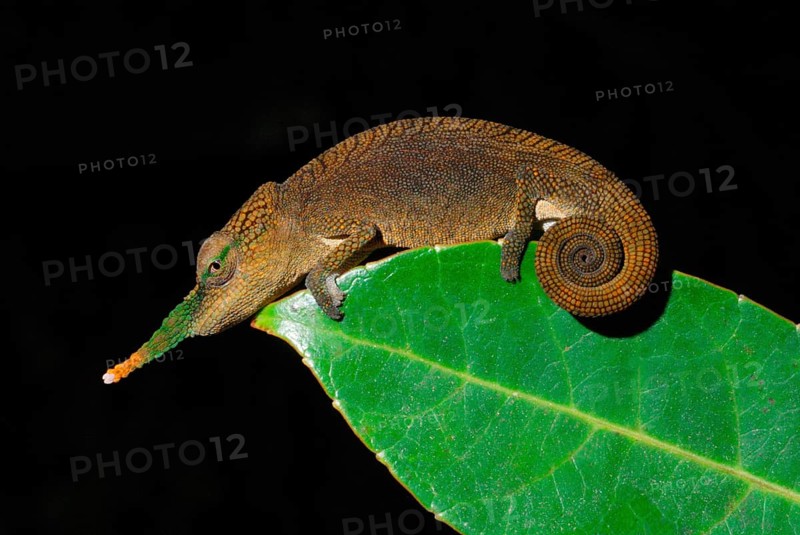 Long-nosed Chameleon