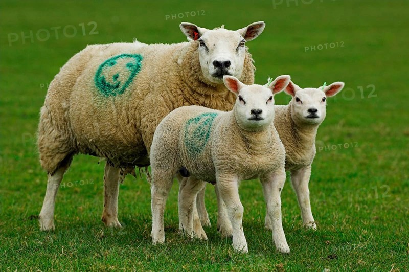 Domestic Sheep