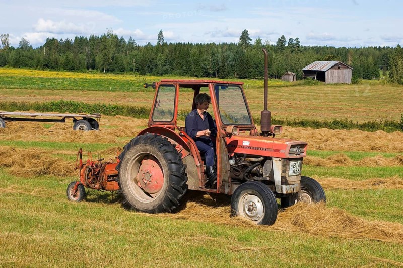 Massey Ferguson tractor with row hay rake stringing harvested hay in rows