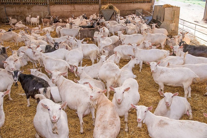 Domestic goat